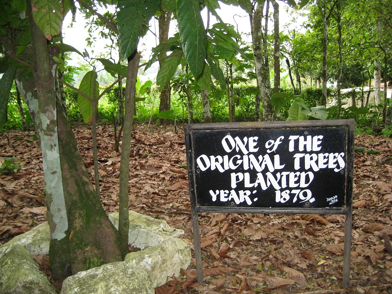 At the Tetteh Quarshie cocoa farm - One of the first planted cocao trees in 1879.