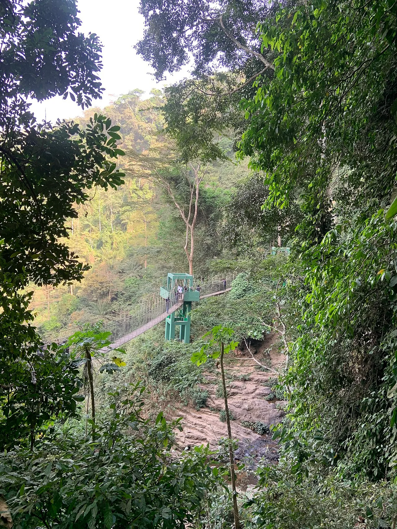 This is the Amedzofe canopy walkway located in Volta region of Ghana.