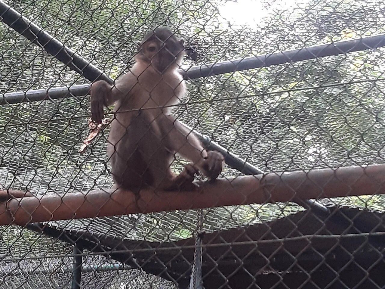 Monkey Greeting Visitors Achimota Zoo Accra