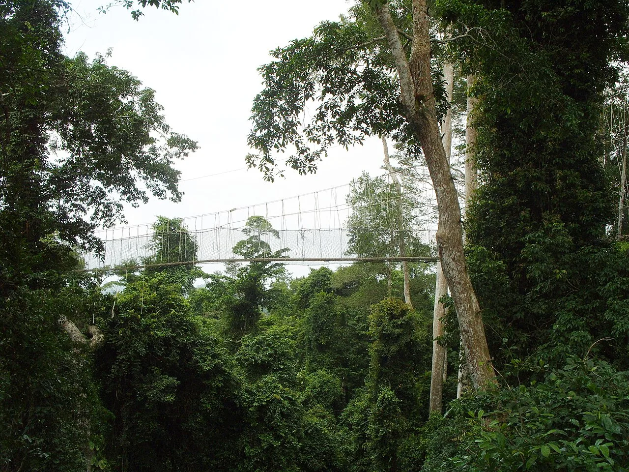 The Kakum National Park is situated 30 km from Cape Coast in Ghana.
