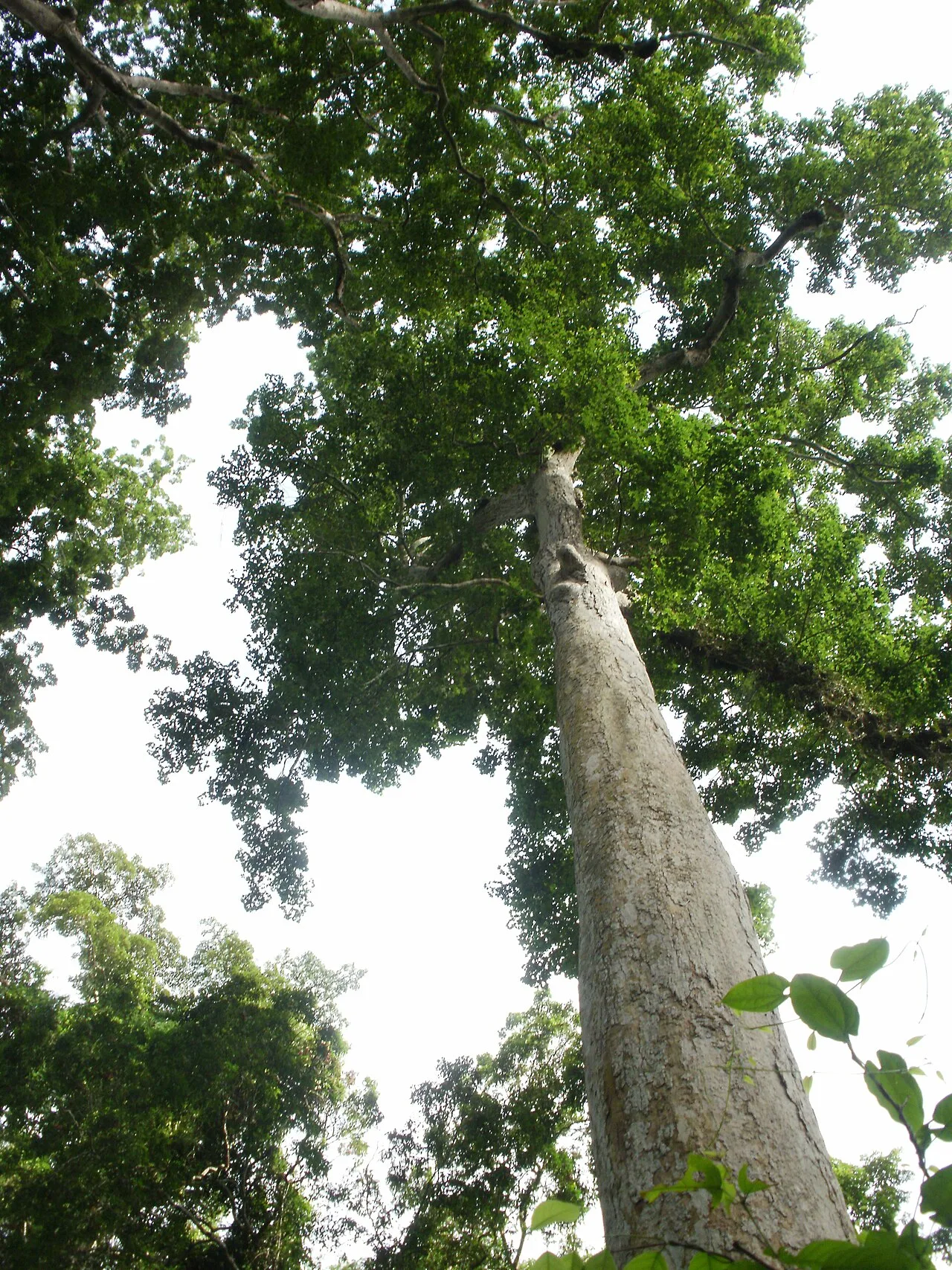 Bia National Park