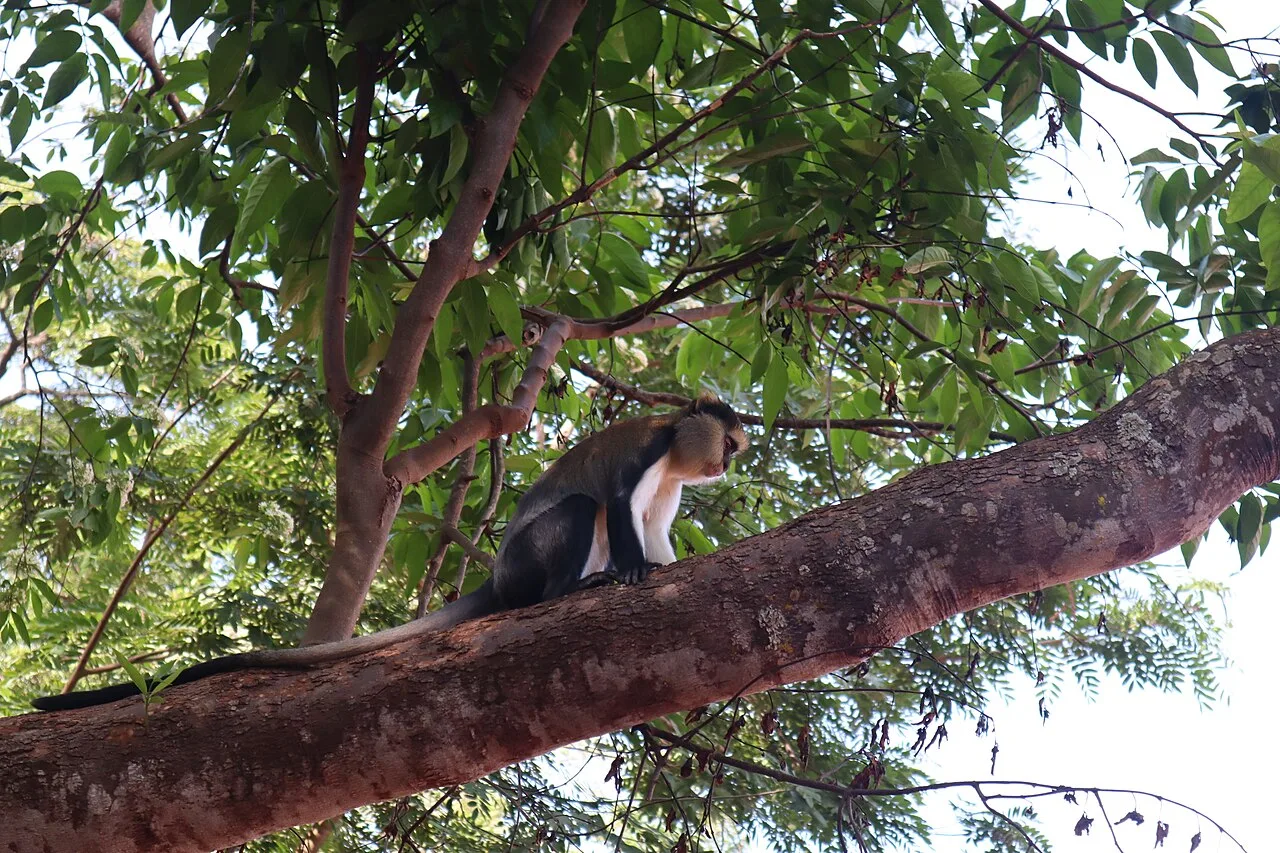 Boabeng-Fiema Monkey Sanctuary